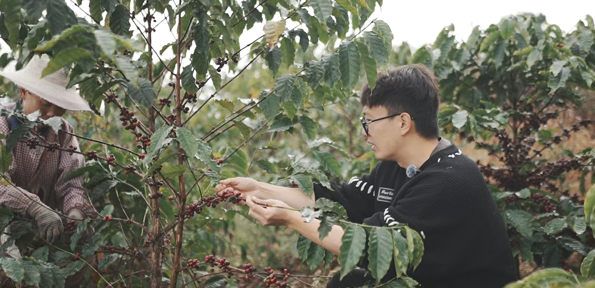 Yunnan Triple Fermentation Micro-Lot - Anaerobic