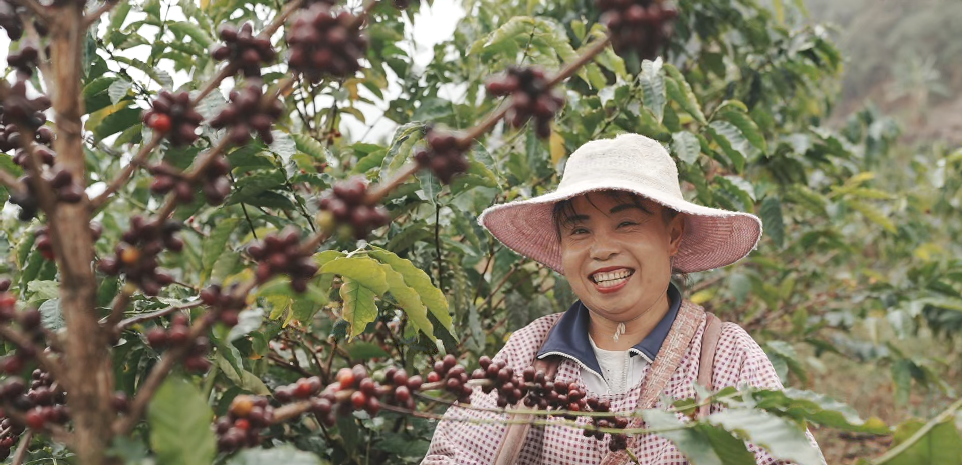 Yunnan Triple Fermentation Micro-Lot - Anaerobic