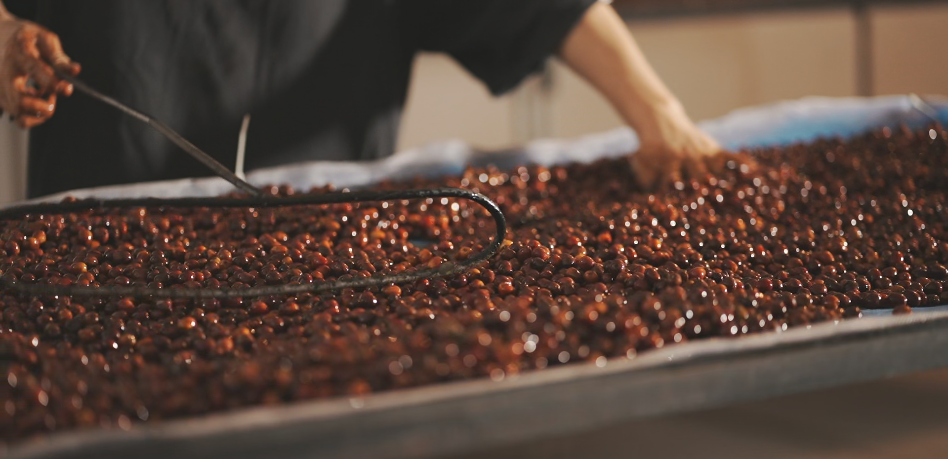 YUNNAN - MOON BEAR - Micro-lot -  HONEY PROCESS