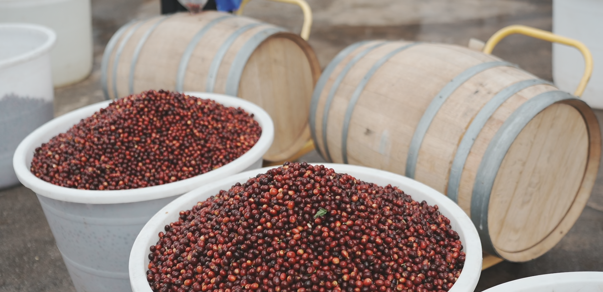 Yunnan Triple Fermentation Micro-Lot - Anaerobic