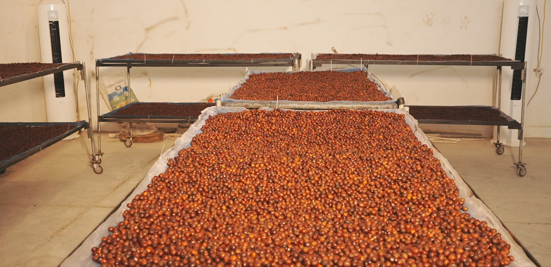 Yunnan Triple Fermentation Micro-Lot - Anaerobic