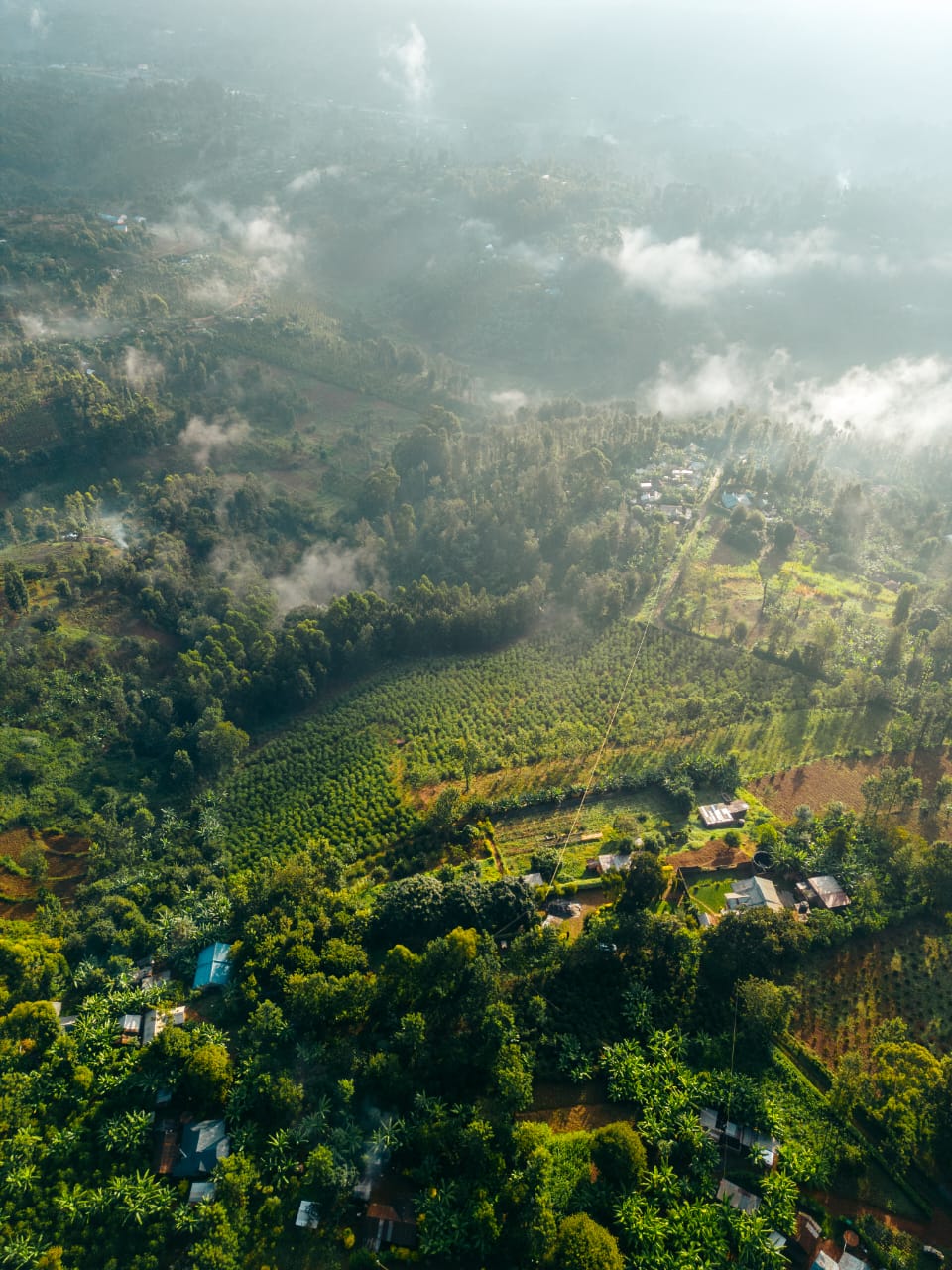 Kenya AA - Ngacha Anaerobic